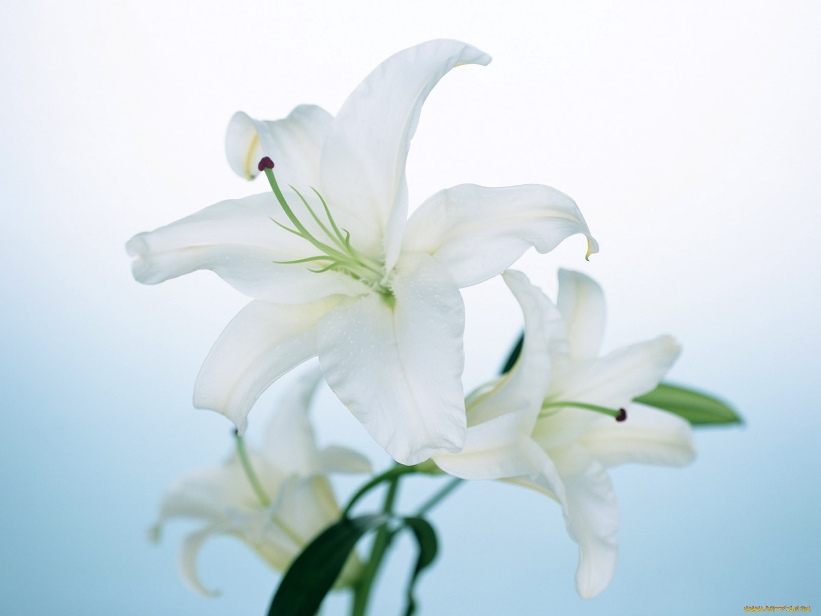 homeflower, , , 